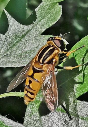Réf. 330 091 : Helophilus pendulus